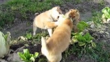 太残暴了!一颗好好的白菜!老老实实长在地里!招谁惹谁了?!柴犬!没想到你们是这种狗!